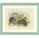 Planches d'histoire naturelle : Des rats noirs  et des souris des bois, par Richard Lydekker