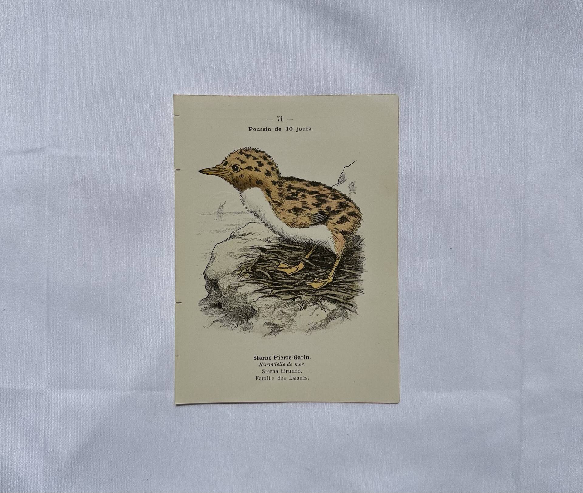 🐦 Botanical Plate Engraving of Birds Naturalist 19th Century Double-Sided A