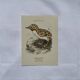 🐦 Botanical Plate Engraving of Birds Naturalist 19th Century Double-Sided A