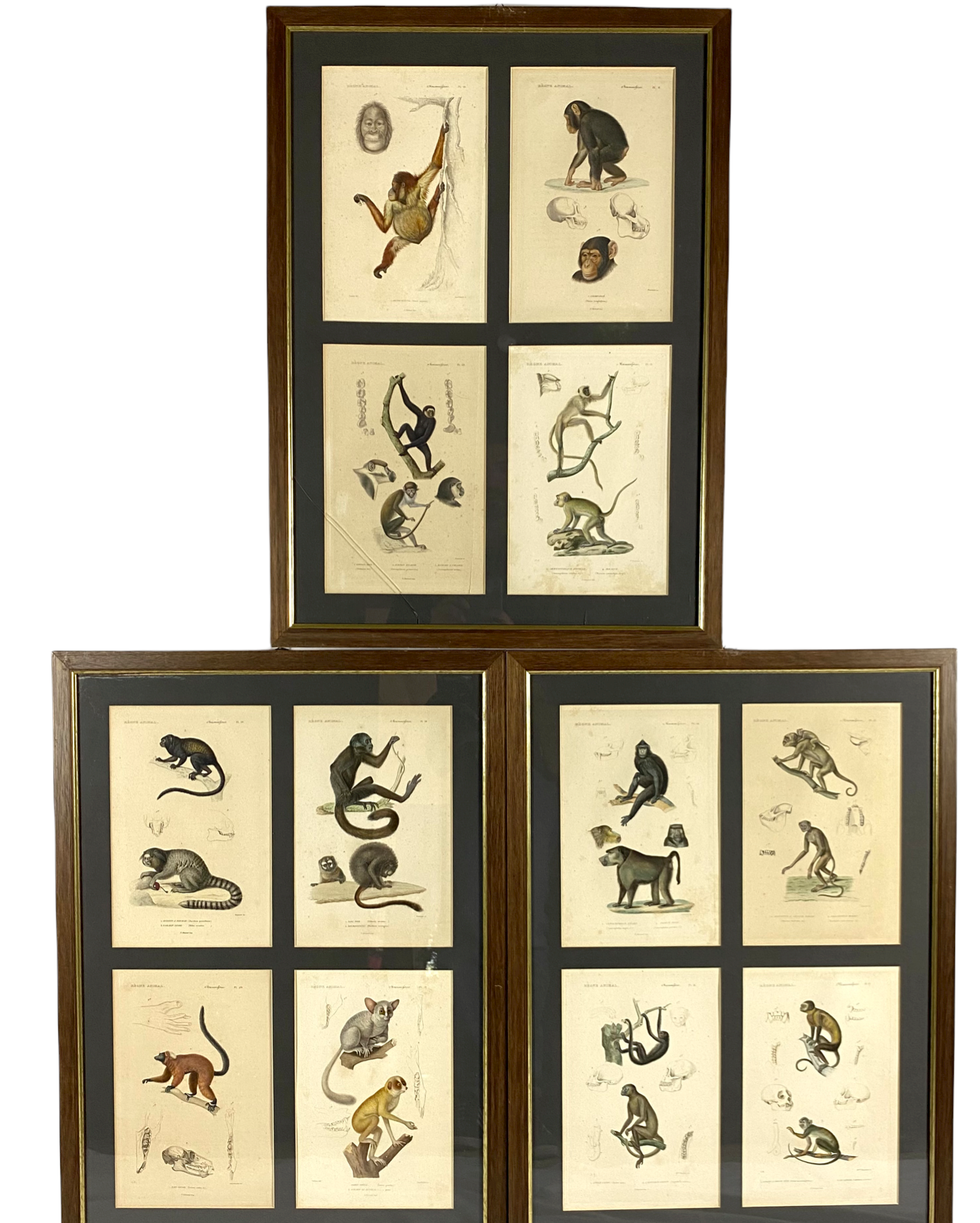 Set of 3 framed panels with 12 engravings from "Le Règne Animal" Georges