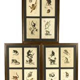Set of 3 framed panels with 12 engravings from "Le Règne Animal" Georges