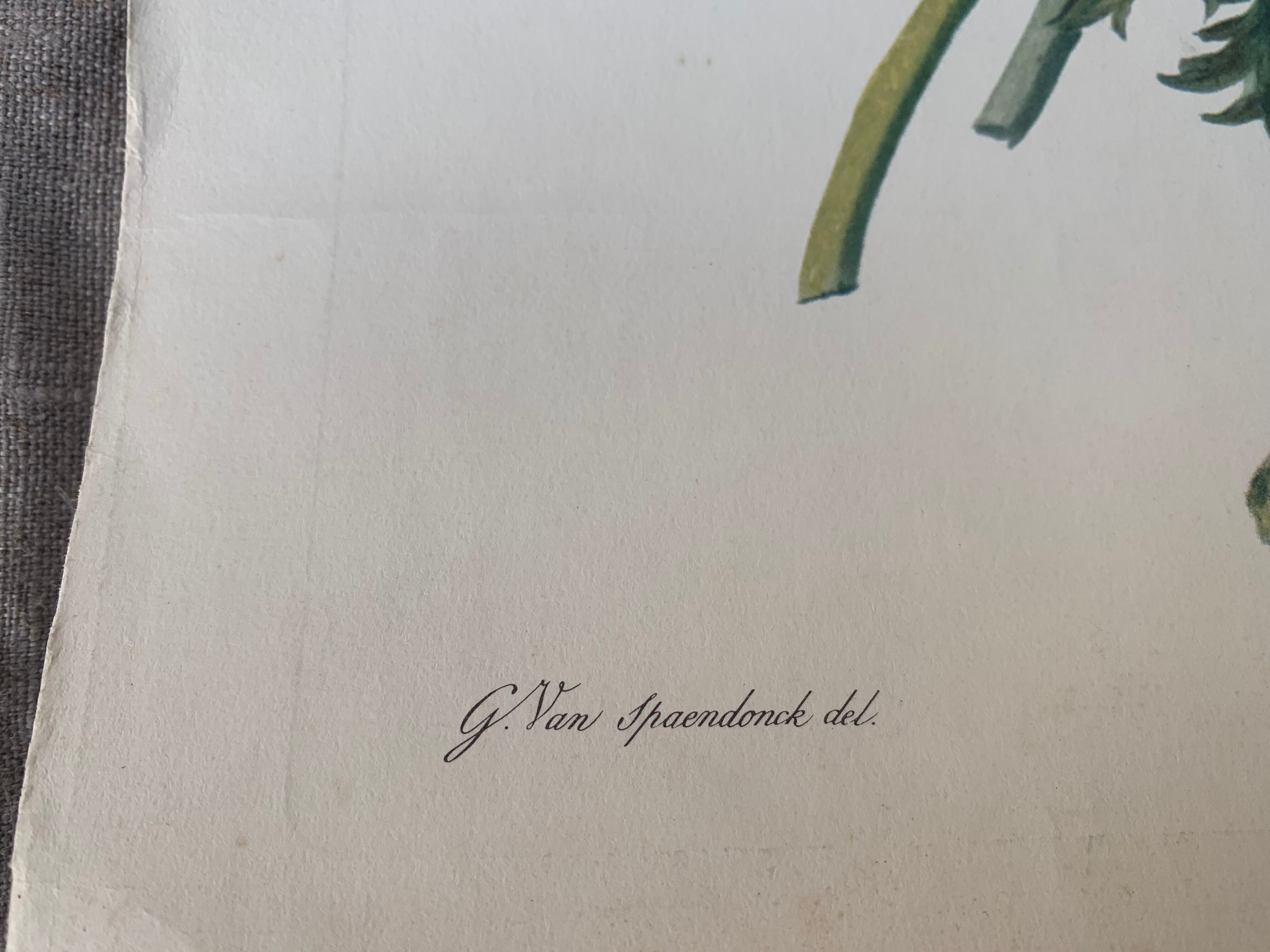 Lithograph, antique engraving double anemones, vintage and collector's herbarium style