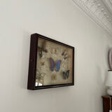 Butterfly framework naturalist entomology