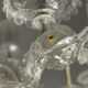 Venetian chandelier in transparent murano glass, 12 arms of light