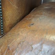 Set of two rugged sheep let of two rugged sheep leather club armchairs with a nice distressed look