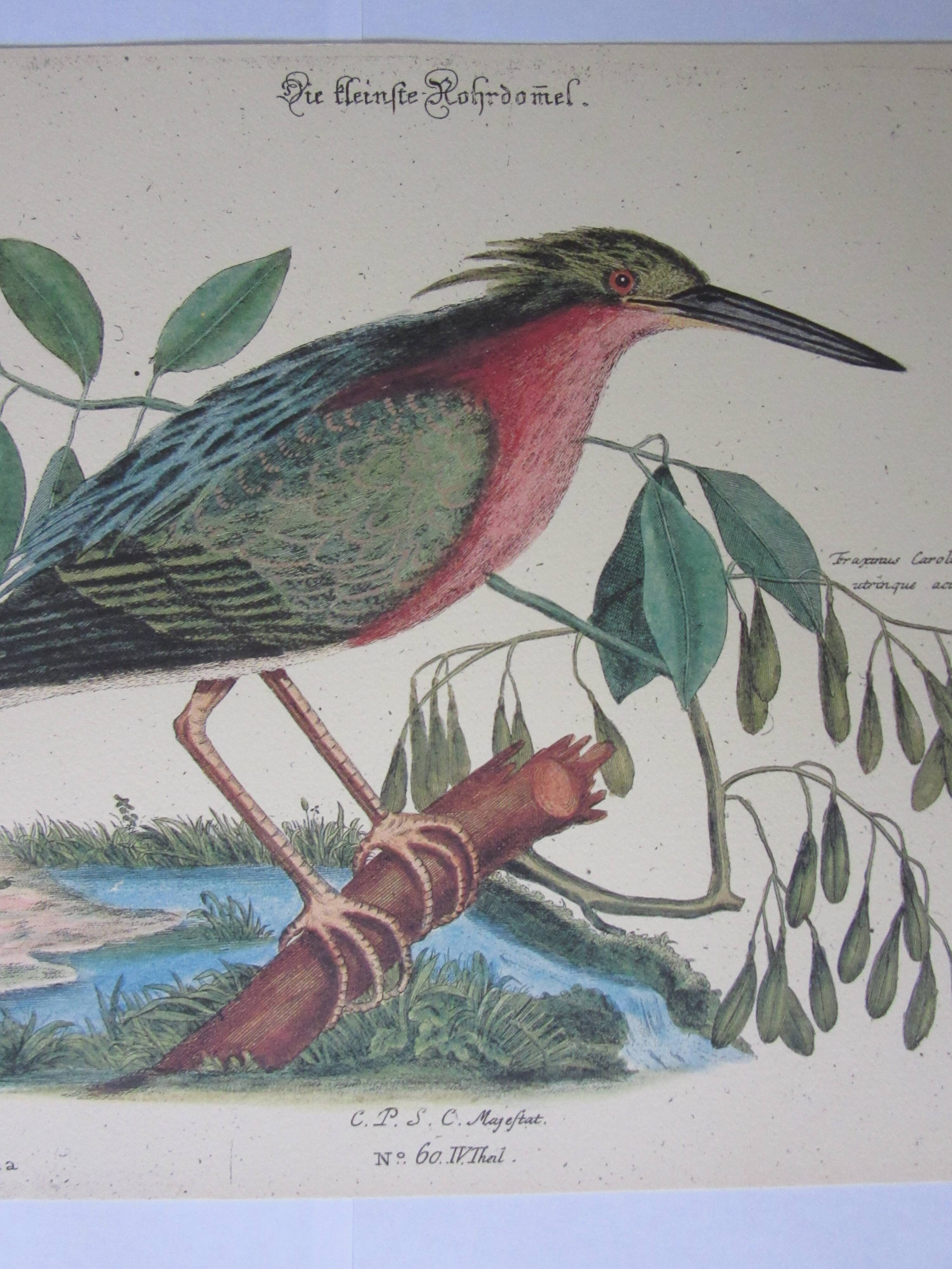 Engraving bird, little bittern, repro Catesby/Seligmann