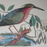 Engraving bird, little bittern, repro Catesby/Seligmann