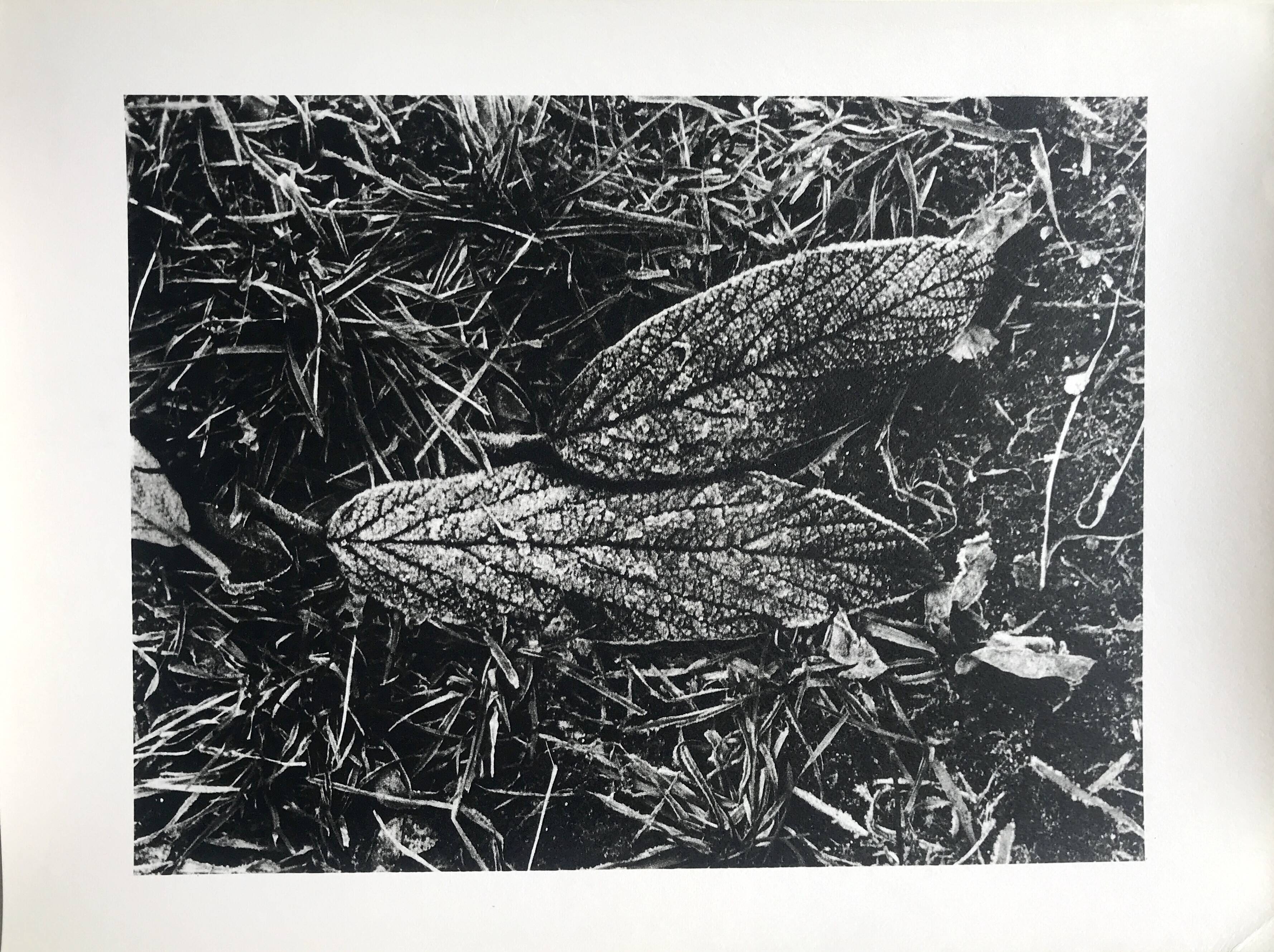 Rosine nusimovici, frost, 1980. black and white silver print signed on the back