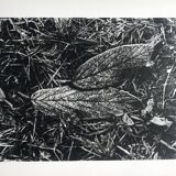 Rosine nusimovici, frost, 1980. black and white silver print signed on the back