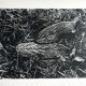 Rosine nusimovici, frost, 1980. black and white silver print signed on the back