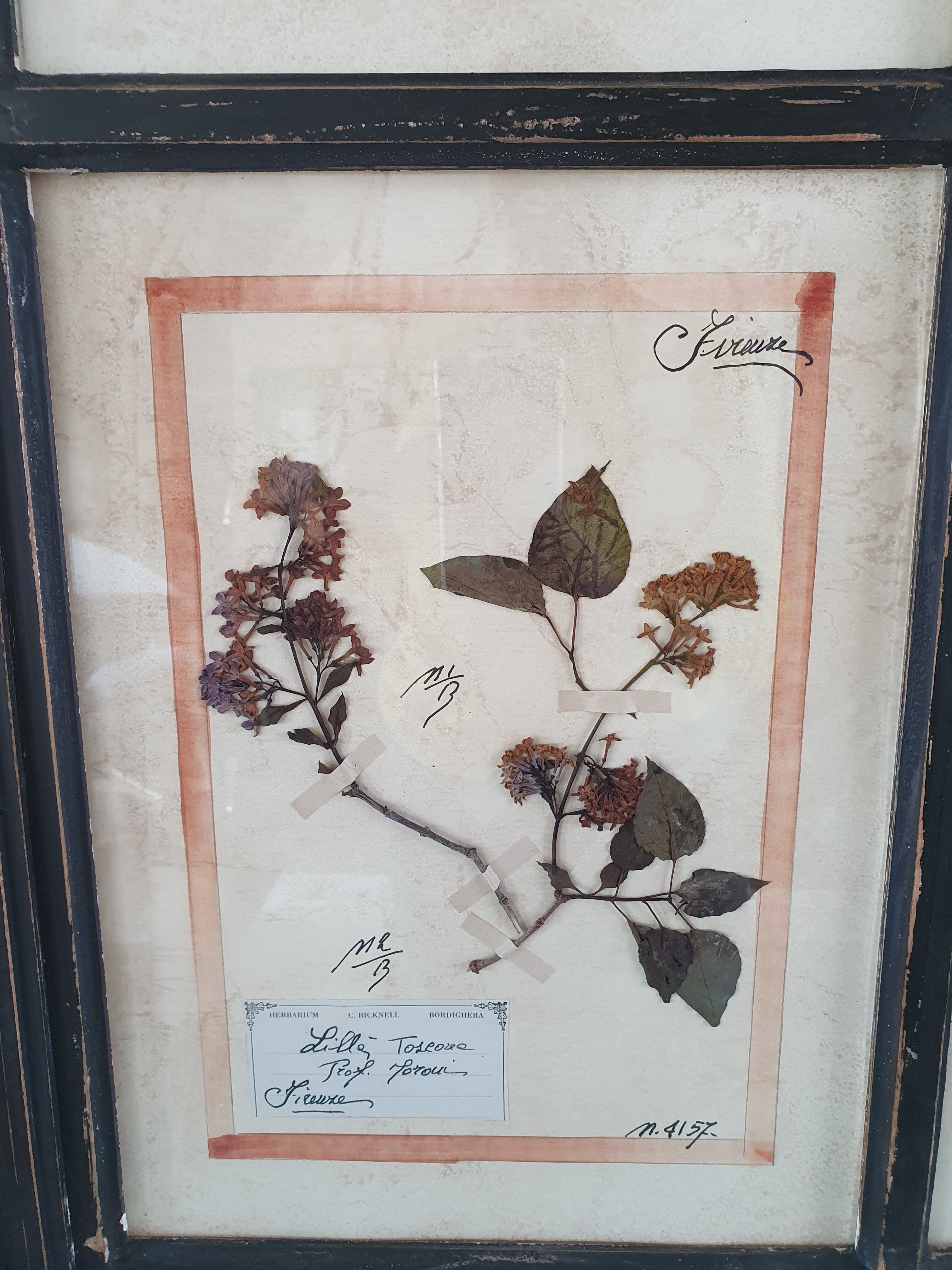 Herbarium frame