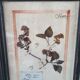 Herbarium frame
