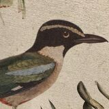 Bird frame on canvas