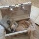 Wooden box