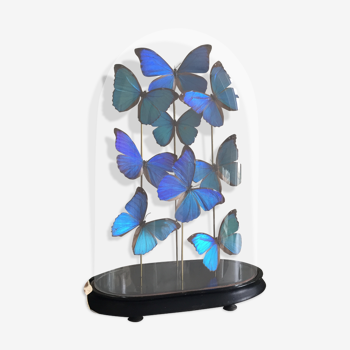 Morpho butterflies under globe Napoleon III