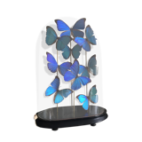 Morpho butterflies under globe Napoleon III