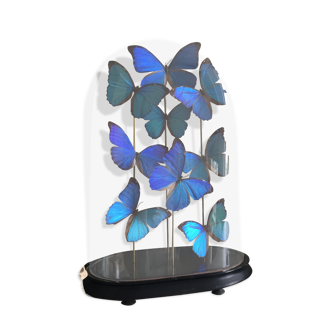 Morpho butterflies under globe Napoleon III