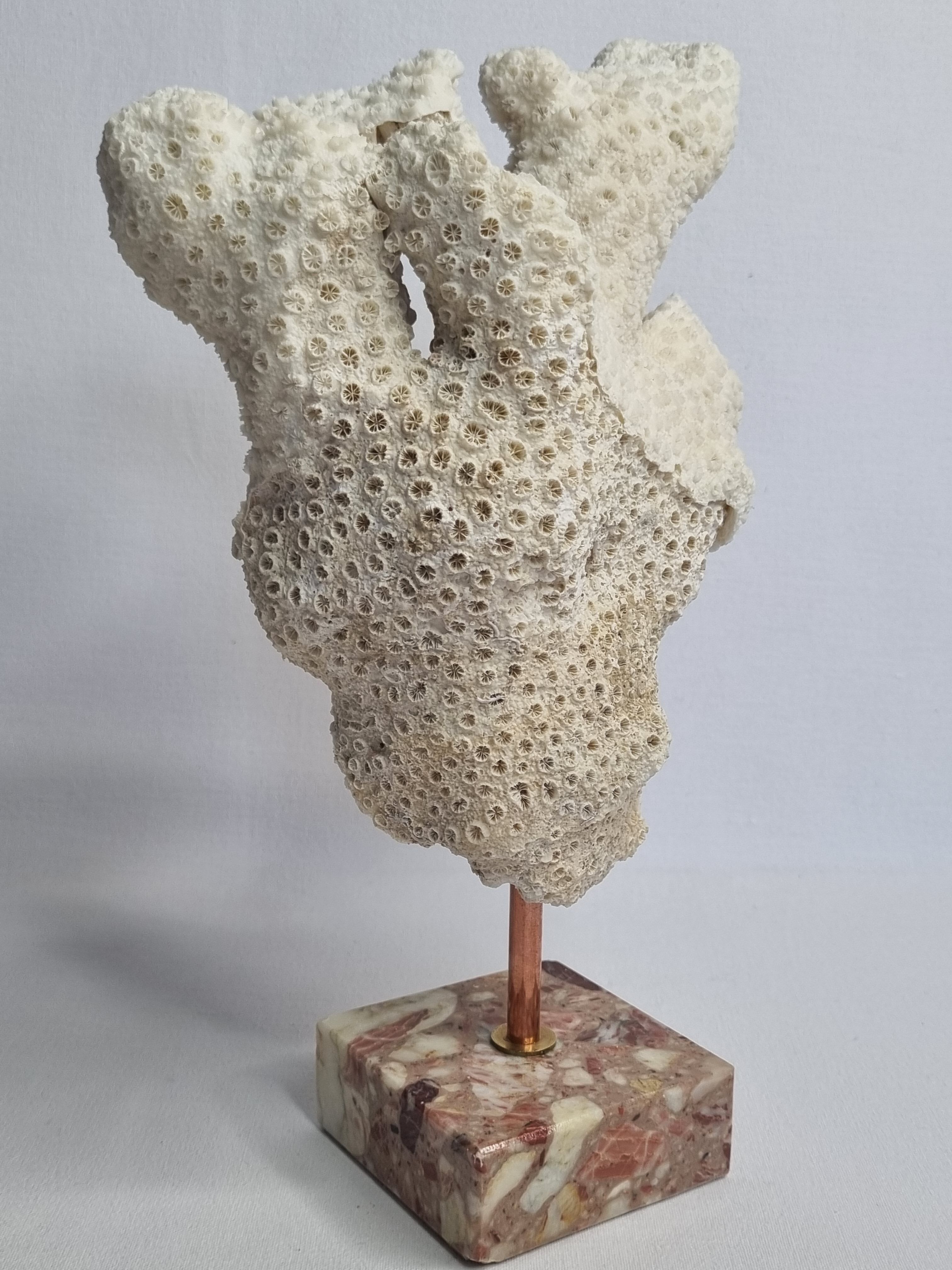 Old white coral branch on pedestal, 27 cm
