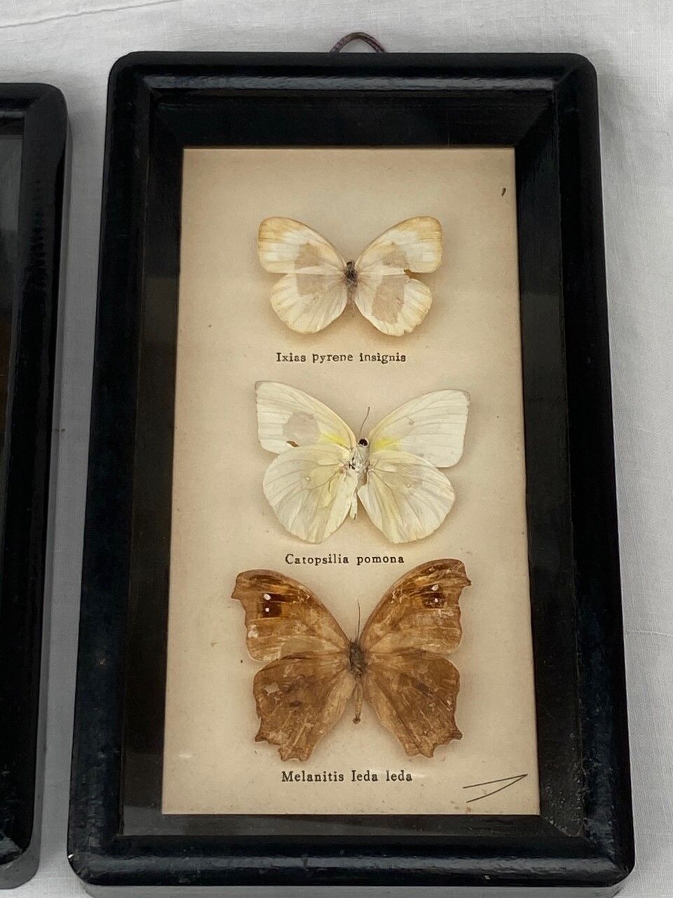 Frame duo with 3 butterflies each
