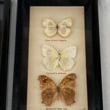 Frame duo with 3 butterflies each