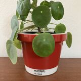 Pantone Universe x Serax red planter