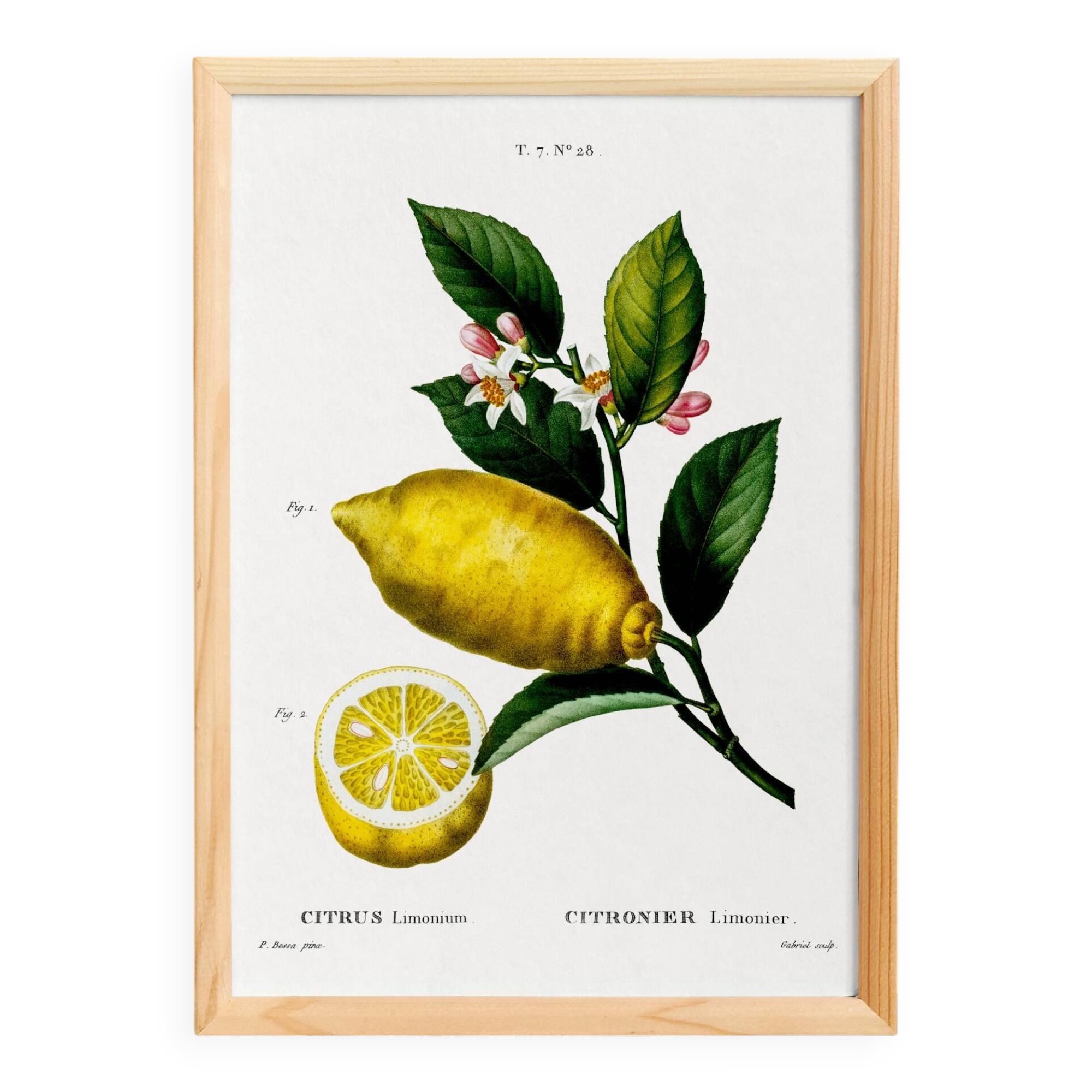 Poster about lemons, based on an engraving from 1802