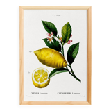 Poster about lemons, based on an engraving from 1802