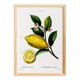 Poster about lemons, based on an engraving from 1802