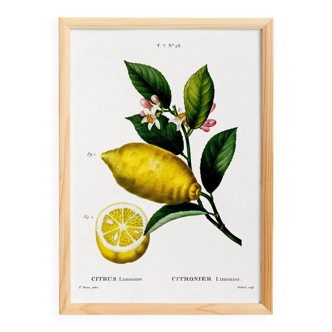 Poster about lemons, based on an engraving from 1802