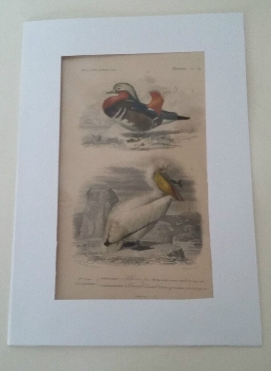 Antique print XIXth palmiped birds