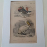 Gravure ancienne XIXème oiseaux palmipèdes