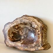 Petrified wood catchall