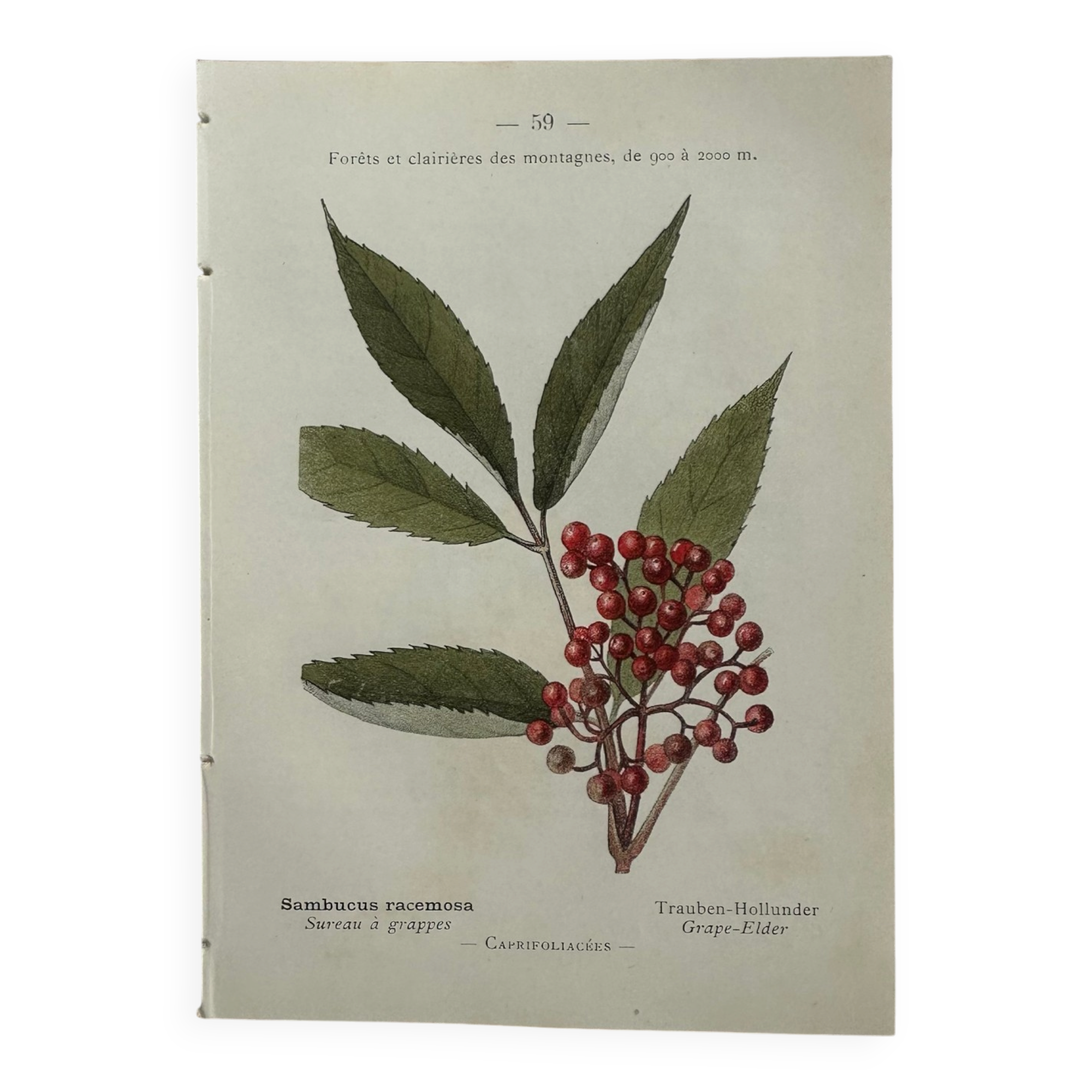 Vintage botanical plate double-sided French flower plant