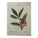 Vintage botanical plate double-sided French flower plant
