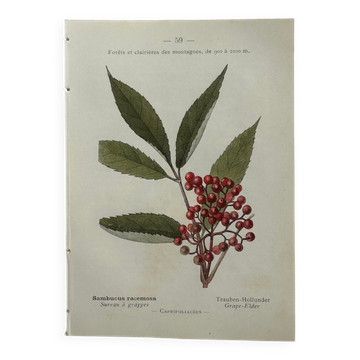 Vintage botanical plate double-sided French flower plant