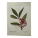 Vintage botanical plate double-sided French flower plant