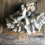 Elkhorn coral