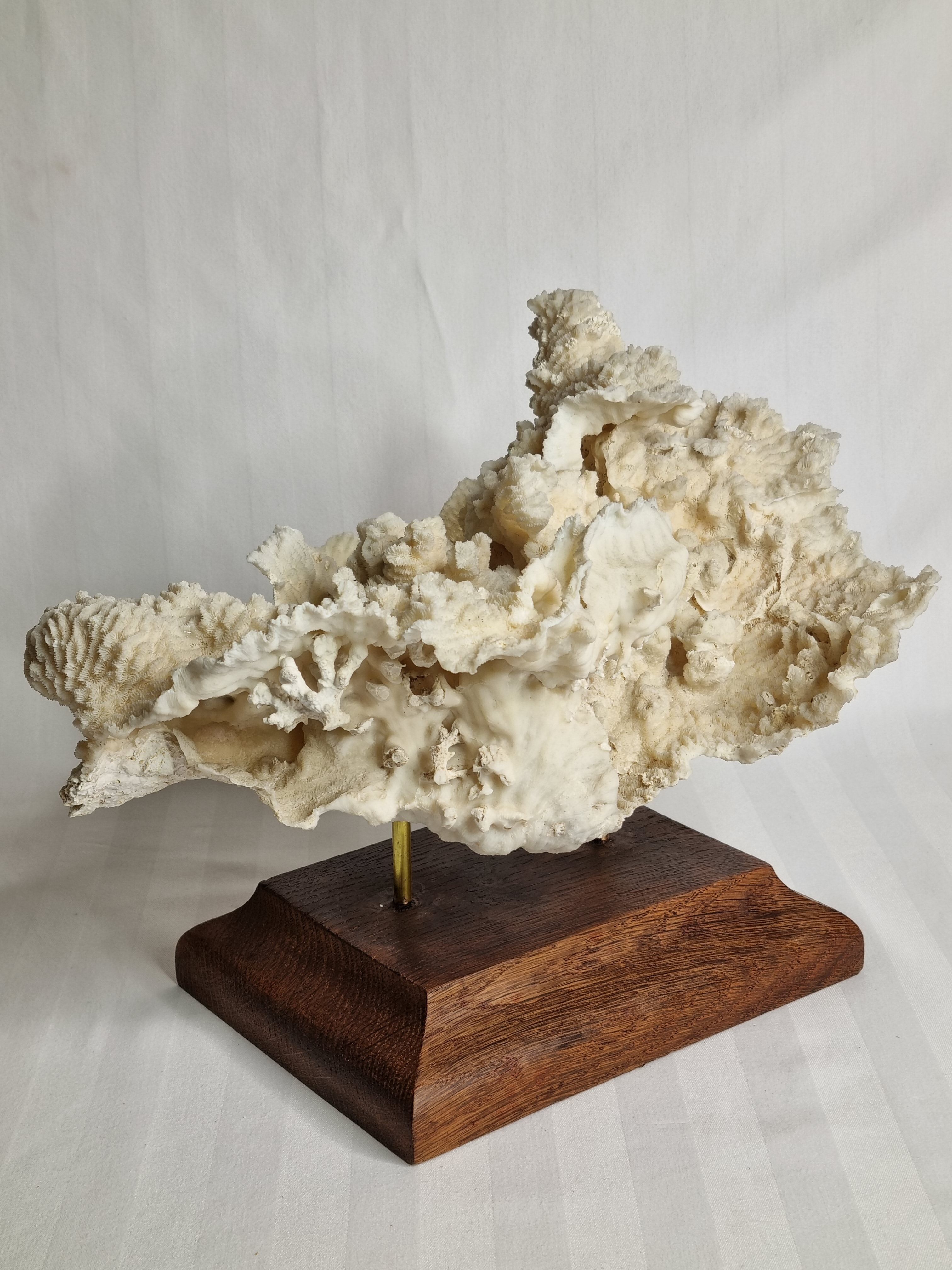 Old whole white coral on solid wood support, 34 cm