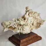 Ancien corail blanc entier sur support en bois massif, 34 cm