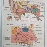 Vintage School Poster - Anatomy -