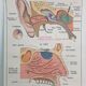 Vintage School Poster - Anatomy -