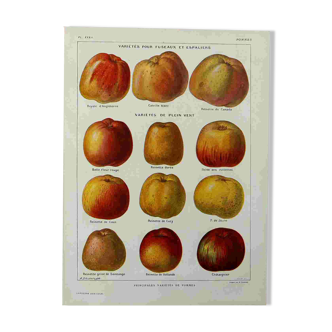 Lithographie sur les pommes - 1920