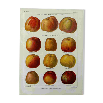 Lithographie sur les pommes - 1920