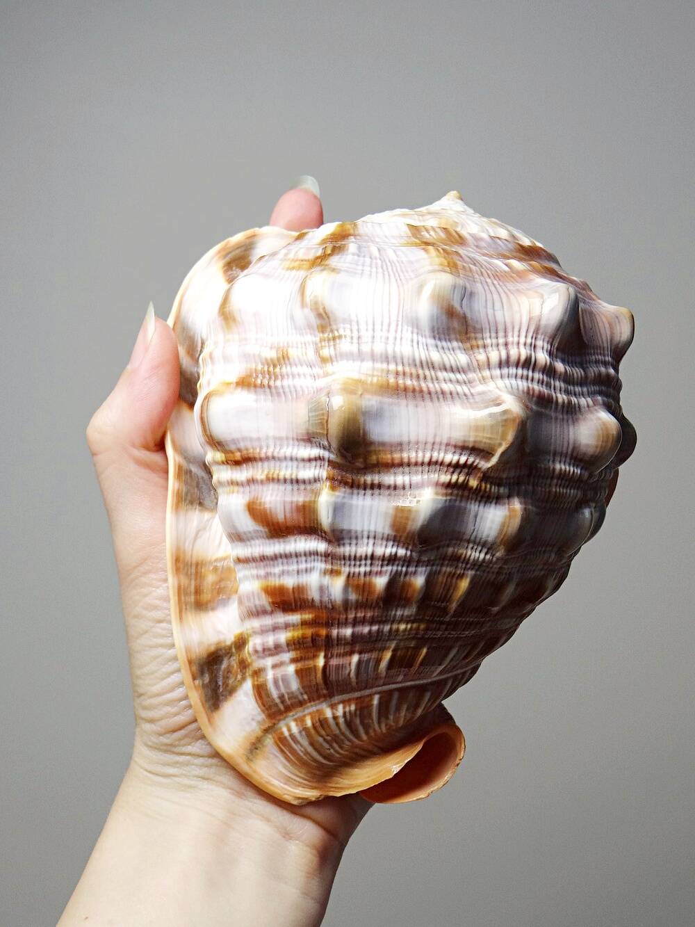 Large vintage shell cabinet of curiosities Cypraecassis rufa 15cm