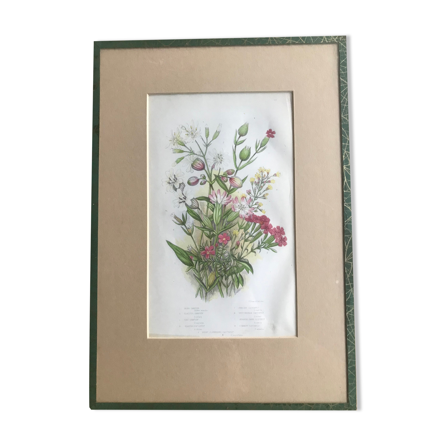 Gravure herbier