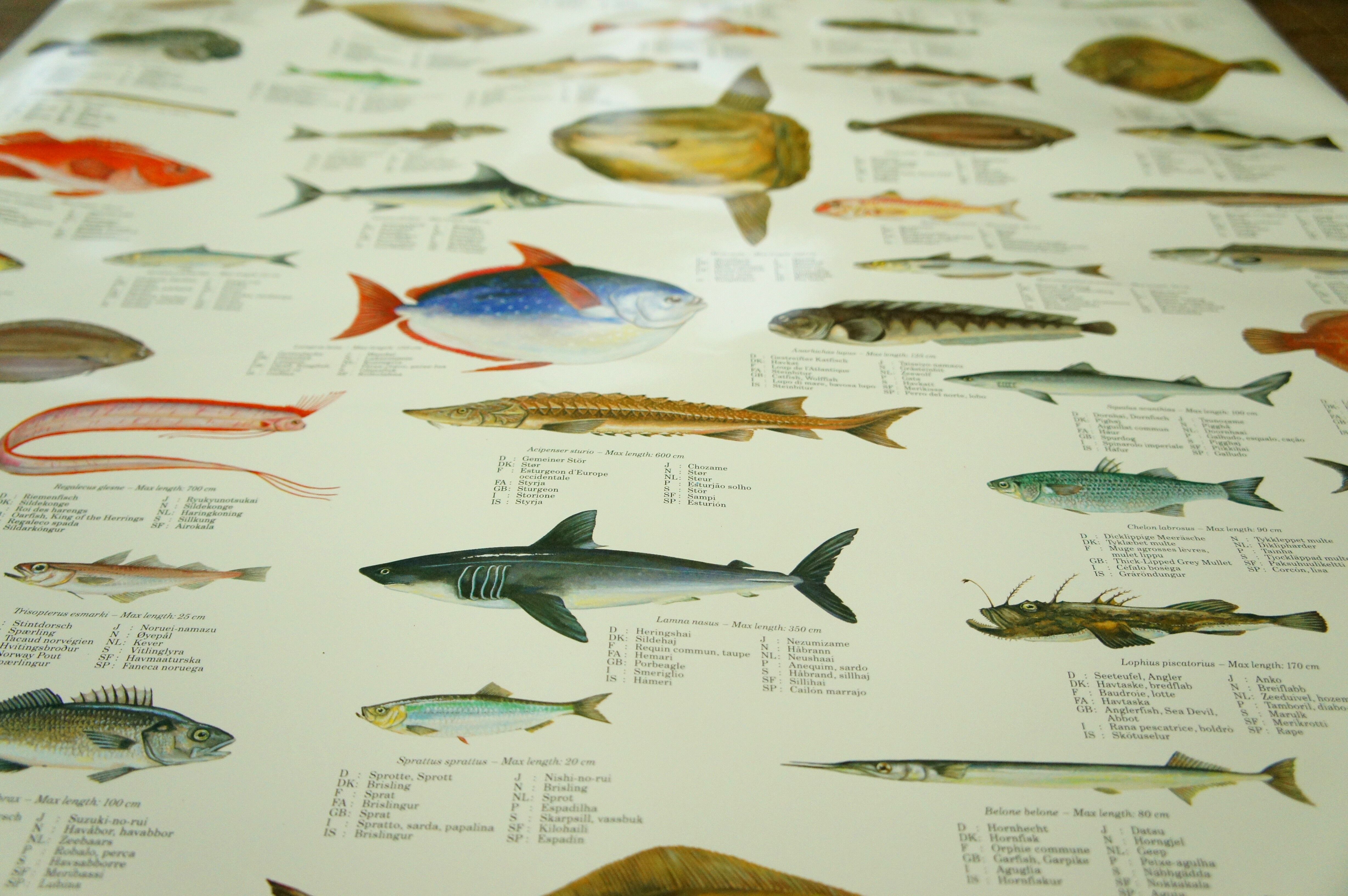 Scandinavian Fishing Year Book educational poster