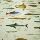 Scandinavian Fishing Year Book educational poster