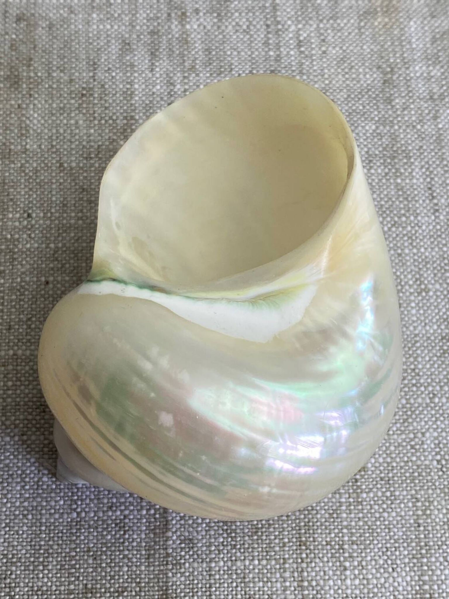 Coquillages nacre blanche, turbo imperialis