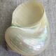 Coquillages nacre blanche, turbo imperialis