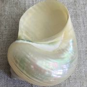 Coquillages nacre blanche, turbo imperialis